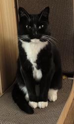 Lost Male Cat last seen Appleton st and Esperanza Ave Long Beach, Long Beach, CA 90802