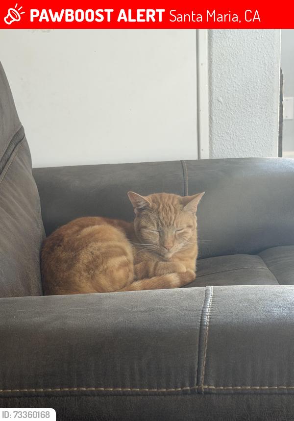 Lost Female Cat last seen Village and Valley, Santa Maria, CA 93455