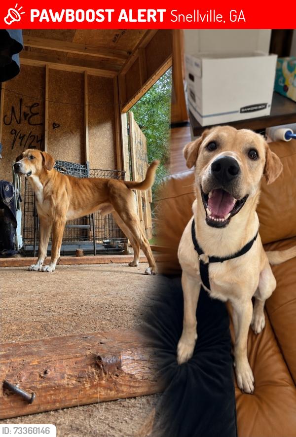 Lost Male Dog last seen Web ginn and scenic highway, Snellville, GA 30078