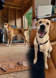Lost Male Dog last seen Web ginn and scenic highway, Snellville, GA 30078