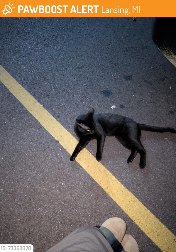 Found/Stray Male Cat last seen Near W Cavanaugh rd, Lansing, MI 48910