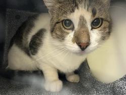 Shelter Stray Male Cat last seen Near BLOCK SAN ISABEL AVE, PUEBLO CO 81008, 4600 Eagleridge Pl, Pueblo, CO 81008, USA