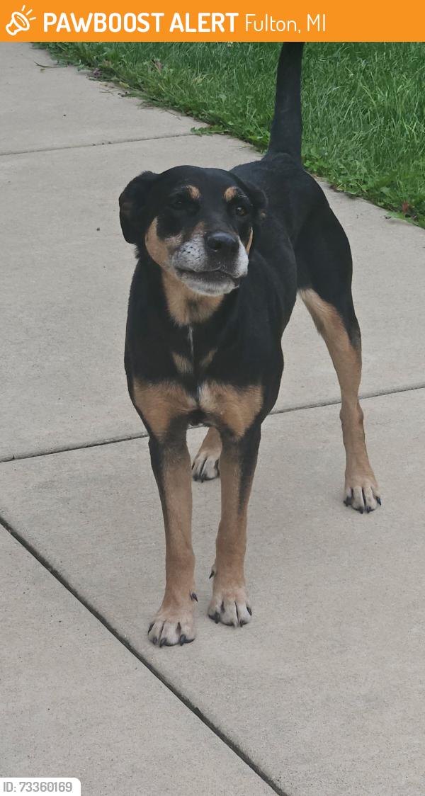Found/Stray Unknown Dog last seen Near S 48th Street, Fulton, MI 49052, Fulton, MI 49052