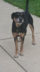 Found/Stray Unknown Dog last seen Near S 48th Street, Fulton, MI 49052, Fulton, MI 49052