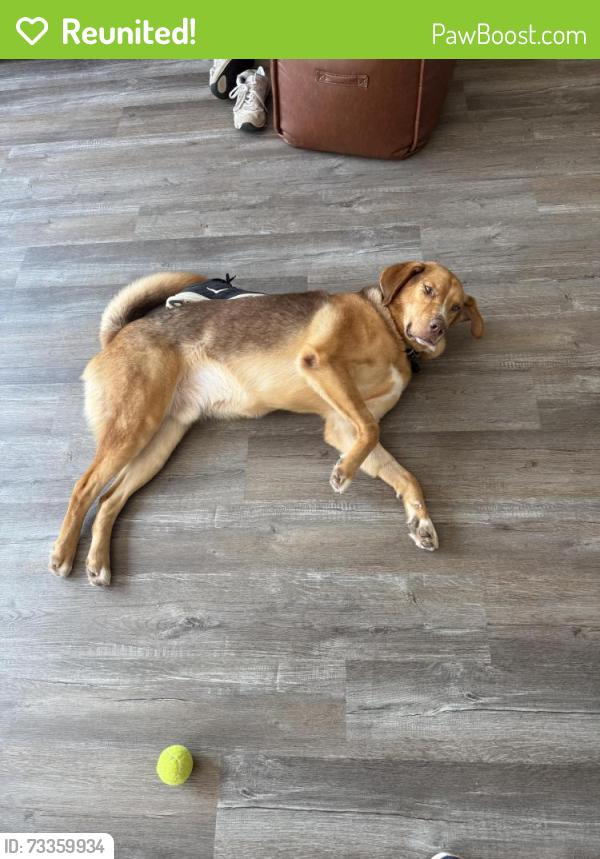 Reunited Male Dog last seen Davis Drive and Morrisville Carpenter, Morrisville, NC 27560