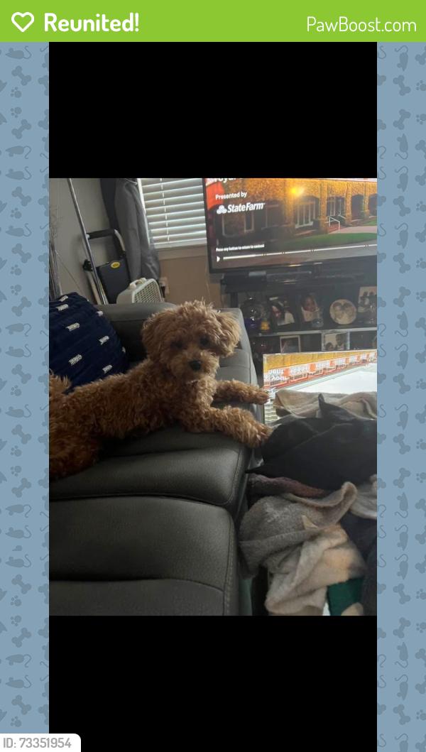 Reunited Male Dog last seen Greta st, West Haven, CT 06516