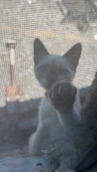 Lost Male Cat last seen Maguire and 84th, Slaughterville, OK 73068