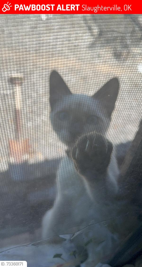 Lost Male Cat last seen Maguire and 84th, Slaughterville, OK 73068