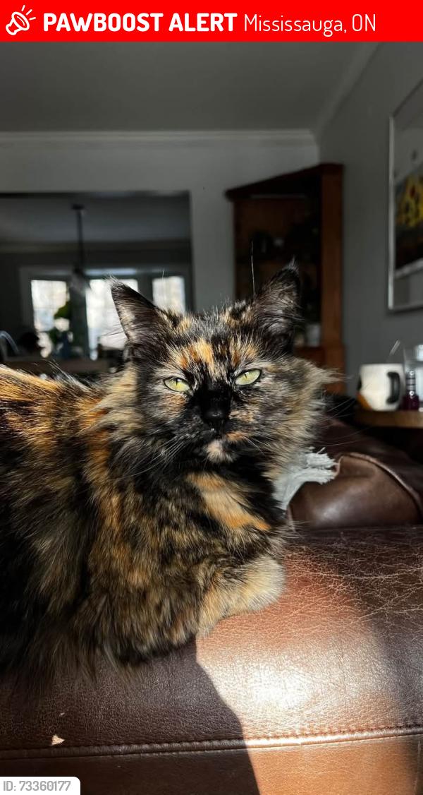Lost Female Cat last seen Woking crescent and homelands drive, Mississauga, ON 