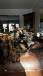 Lost Female Cat last seen Woking crescent and homelands drive, Mississauga, ON 
