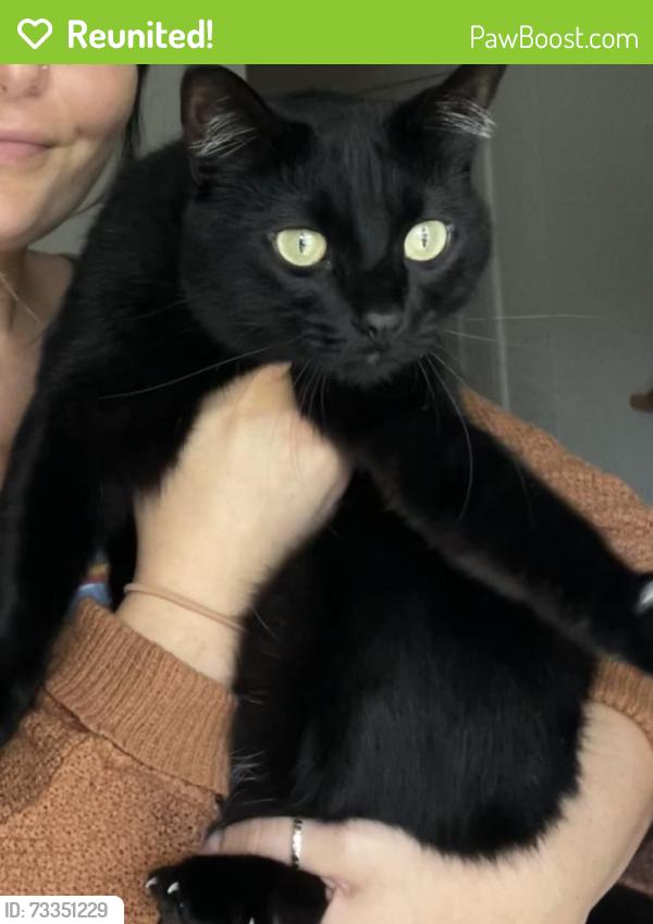 Reunited Female Cat last seen Court st, Jacksonville, NC 28540