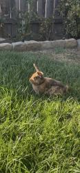 Found/Stray Unknown Rabbit last seen Off Serra Ave in Fremont, Fremont, CA 94538