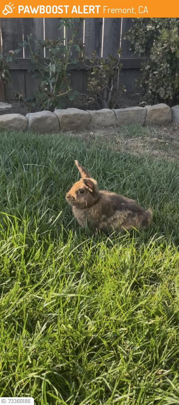 Found/Stray Unknown Rabbit last seen Off Serra Ave in Fremont, Fremont, CA 94538