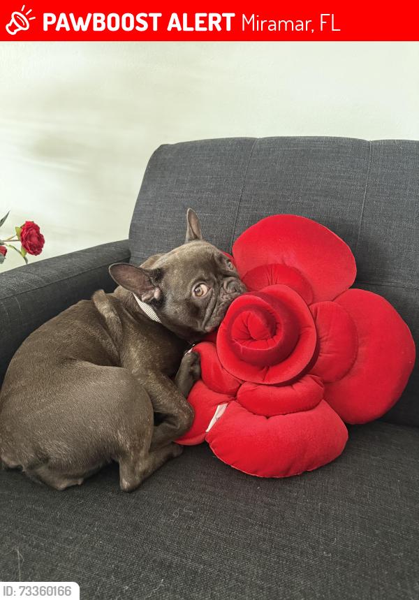 Lost Female Dog last seen Near Miramar parkway, Miramar, FL 33023