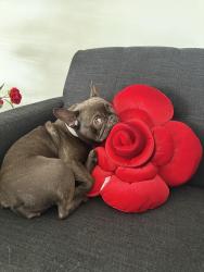 Lost Female Dog last seen Near Miramar parkway, Miramar, FL 33023