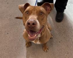 Shelter Stray Male Dog last seen 11TH ST AND TOWNLEY AVE, 1920 S Lewis, Mesa, AZ 85210, USA