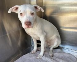 Shelter Stray Female Dog last seen 40TH ST AND THUNDERBIRD RD, 1920 S Lewis, Mesa, AZ 85210, USA