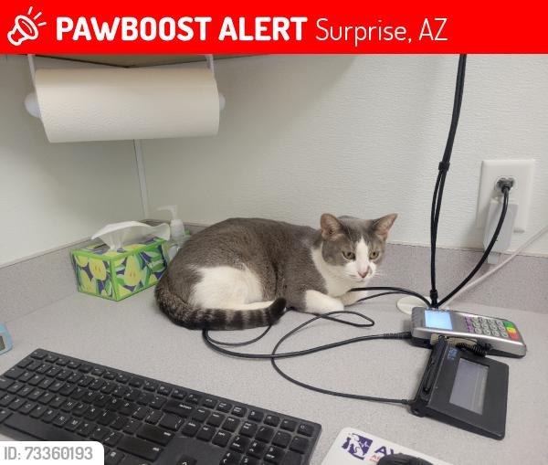 Lost Male Cat last seen Rancho Gabriela, Surprise, AZ 85379