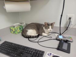 Lost Male Cat last seen Rancho Gabriela, Surprise, AZ 85379