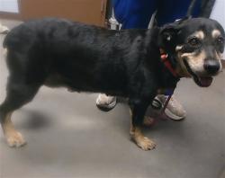 Shelter Stray Female Dog last seen 43RD AVE AND SOUTHERN AVE, 2500 S 27th Ave, Phoenix, AZ 85009, USA