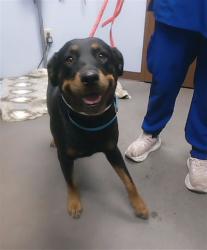 Shelter Stray Female Dog last seen 43RD AVE AND SOUTHERN AVE, 2500 S 27th Ave, Phoenix, AZ 85009, USA