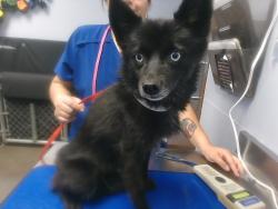 Shelter Stray Female Dog last seen 111TH AVE AND OAKMONT DR, 2500 S 27th Ave, Phoenix, AZ 85009, USA