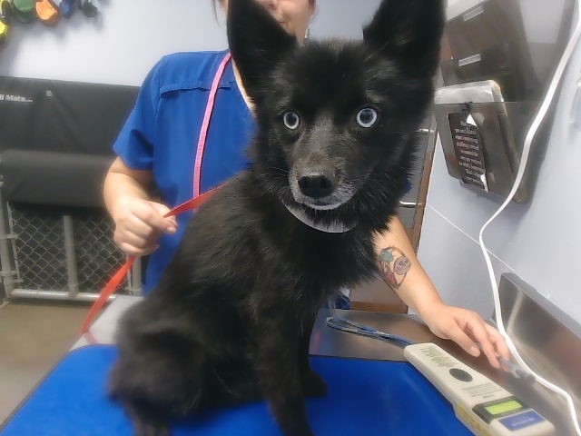 Shelter Stray Female Dog last seen 111TH AVE AND OAKMONT DR, 2500 S 27th Ave, Phoenix, AZ 85009, USA