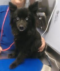 Shelter Stray Female Dog last seen 111TH AVE AND OAKMONT DR, 2500 S 27th Ave, Phoenix, AZ 85009, USA