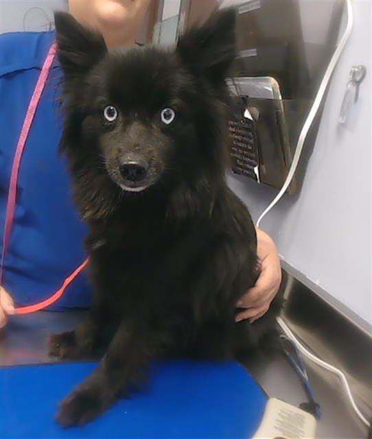 Shelter Stray Female Dog last seen 111TH AVE AND OAKMONT DR, 2500 S 27th Ave, Phoenix, AZ 85009, USA