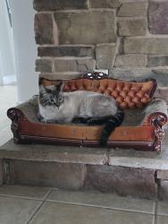 Reunited Male Cat last seen Key lime between avocado and 140th, West Palm Beach, FL 33412