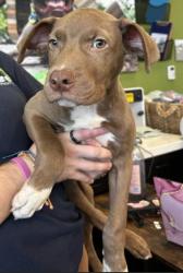 Shelter Stray Male Dog last seen Near Johnson Rd NW, Atlanta, GA, 1251 Fulton Industrial Blvd NW, Atlanta, GA 30336, USA
