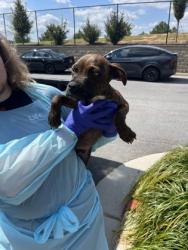 Shelter Stray Male Dog last seen Near Ormewood AVE, Atlanta, GA, 1251 Fulton Industrial Blvd NW, Atlanta, GA 30336, USA