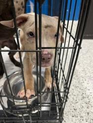 Shelter Stray Female Dog last seen Near Ormewood AVE, Atlanta, GA, 1251 Fulton Industrial Blvd NW, Atlanta, GA 30336, USA