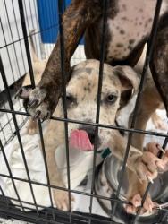 Shelter Stray Female Dog last seen Near Ormewood AVE, Atlanta, GA, 1251 Fulton Industrial Blvd NW, Atlanta, GA 30336, USA