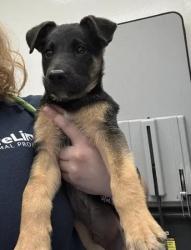 Shelter Stray Male Dog last seen Near Cardinal Dr, Atlanta, GA, 1251 Fulton Industrial Blvd NW, Atlanta, GA 30336, USA