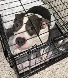 Shelter Stray Female Dog last seen Near Adamsville Dr SW, Atlanta, GA, 1251 Fulton Industrial Blvd NW, Atlanta, GA 30336, USA