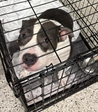 Shelter Stray Female Dog last seen Near Adamsville Dr SW, Atlanta, GA, 1251 Fulton Industrial Blvd NW, Atlanta, GA 30336, USA