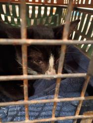 Shelter Stray Male Cat last seen Near Spring Ln Nw, Atlanta, GA, 1251 Fulton Industrial Blvd NW, Atlanta, GA 30336, USA