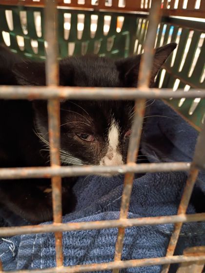 Shelter Stray Male Cat last seen Near Spring Ln Nw, Atlanta, GA, 1251 Fulton Industrial Blvd NW, Atlanta, GA 30336, USA