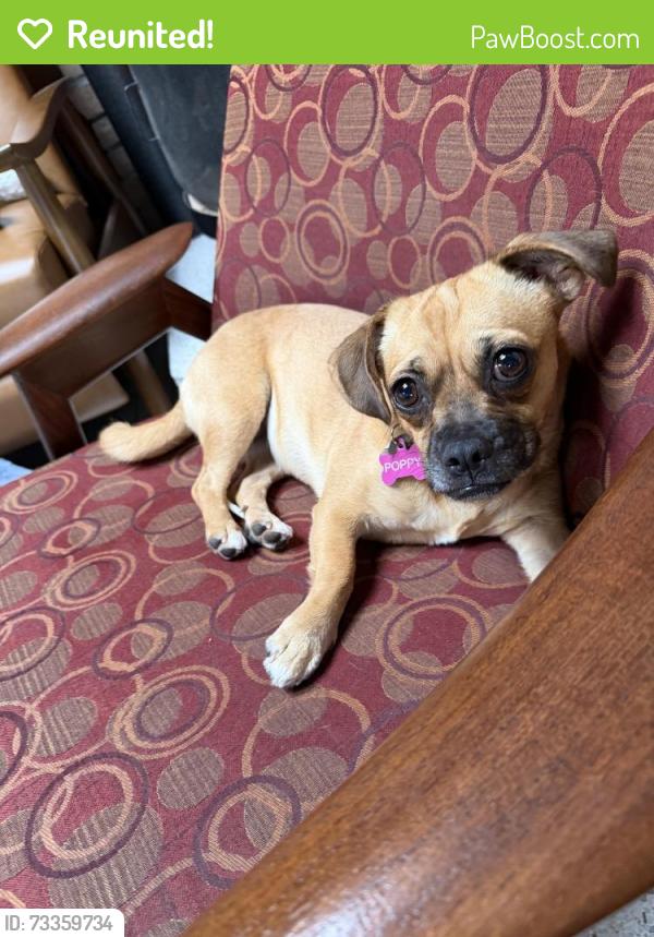 Reunited Female Dog last seen Near Block Bellevue ave, San Diego, CA 92037