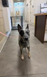 Shelter Stray Female Dog last seen , 75149, TX, 1650 Gross Rd, Mesquite, TX 75149, USA