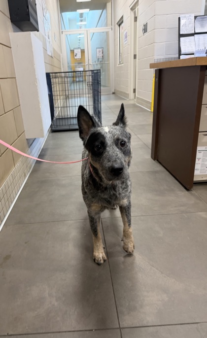 Shelter Stray Female Dog last seen , 75149, TX, 1650 Gross Rd, Mesquite, TX 75149, USA