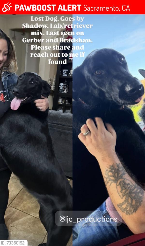 Lost Male Dog last seen Gerber and Bradshaw, Sacramento, CA 95829