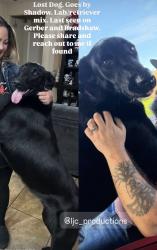 Lost Male Dog last seen Gerber and Bradshaw, Sacramento, CA 95829