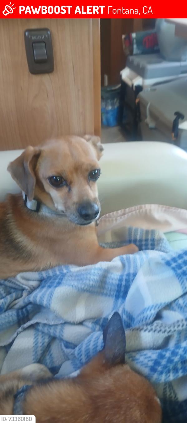 Lost Male Dog last seen CERES DR & PALMETTO, Fontana, CA 92335