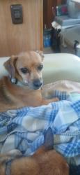 Lost Male Dog last seen CERES DR & PALMETTO, Fontana, CA 92335