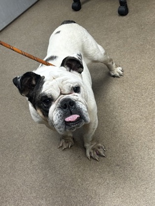 Shelter Stray Male Dog last seen Near Riven Hills Dr. Ellenwood, 30294, 30294, GA, 3280 Chamblee Dunwoody Rd, Chamblee, GA 30341, USA