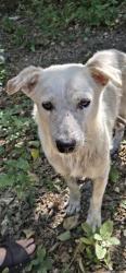 Shelter Stray Male Dog last seen RUNNING BEAR ST, 4710 TX-151, San Antonio, TX 78227, USA