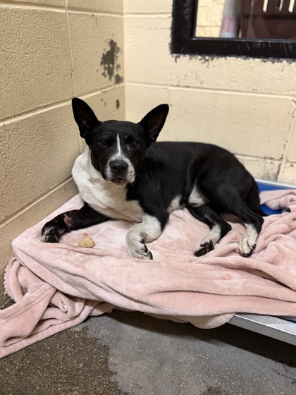 Shelter Stray Male Dog last seen Near Southwest Blvd, West District, TX, 355 Hillshire Dr, Haslet, TX 76052, USA