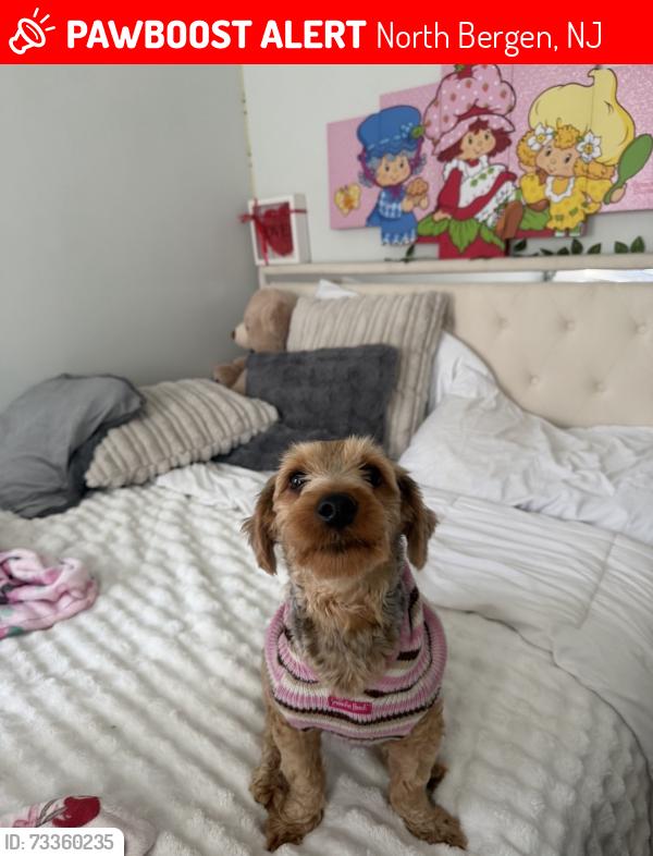 Lost Female Dog last seen Near Jane St, North Bergen, North Bergen, NJ 07047
